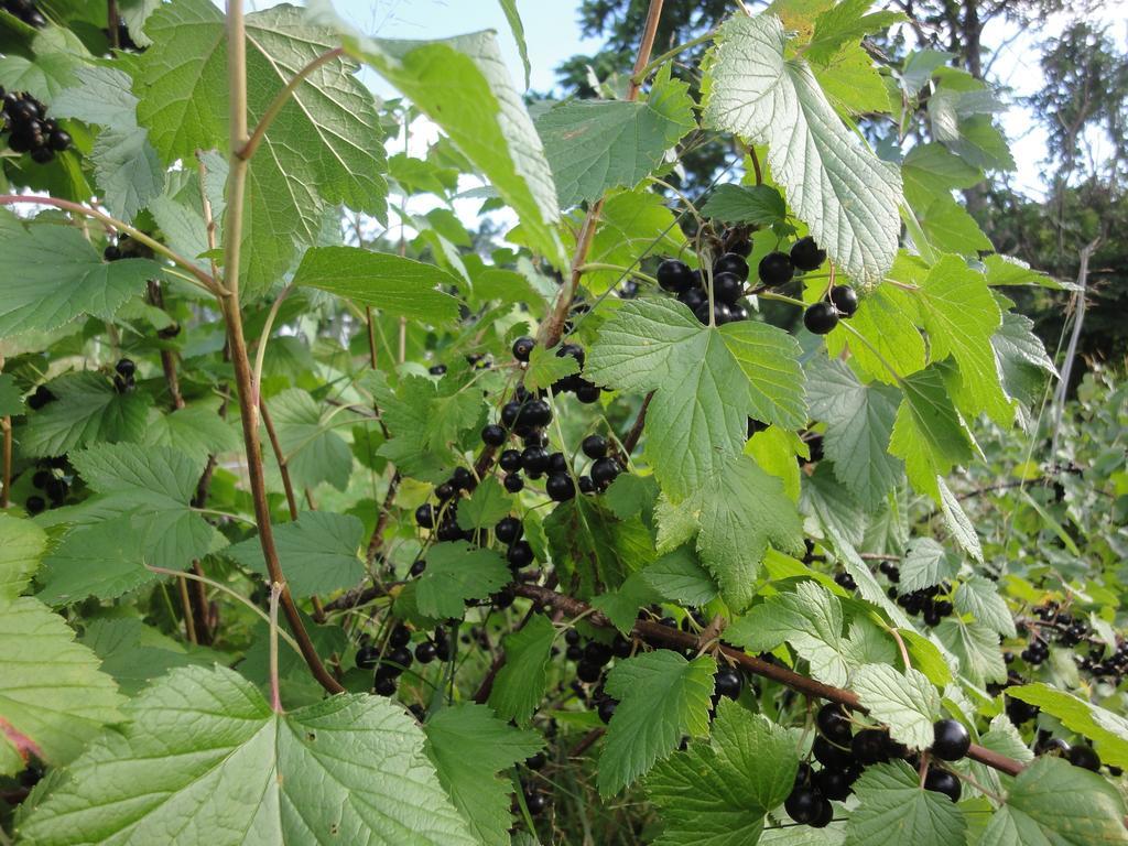 Farm Inn Anima No Sato Abashiri Eksteriør bilde